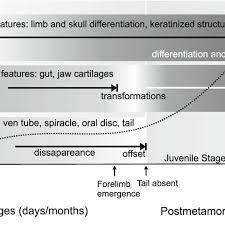 Synthesis Of The Biphasic Life Cycle In Anurans The Ontogeny Comprises Download Scientific Diagram
