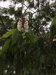 Image result for Craibia