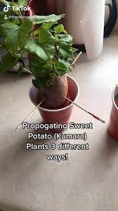 How To Grow Sweet Potato Kumara In 3 Different Ways Video Growing Sweet Potatoes Sweet Potato Plant Plants