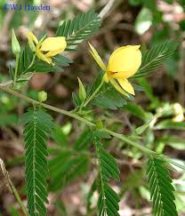 Image result for Chamaecrista