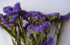 Free shipping on orders over $25 shipped by amazon. Statice Dried Flowers Purple Violet Offer Dried Flowers Shop