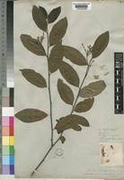 Image result for Turraea vogelii