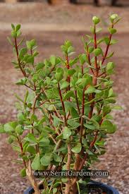 Image result for Portulacaria
