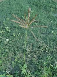 Image result for Chloris gayana