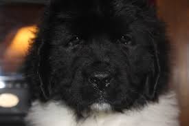 Going back 3 generations, earned an akc conformation. Past Puppies Pine River Newfoundland S