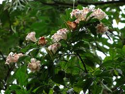 Image result for Rothmannia manganjae