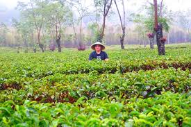 The first phase development started in january 1991, covering a total area of 215 ha land, including export processing zone (epz), developed by pt. Membangkitkan Wisata Kebun Teh Wonosari Malang Yang Mati Suri Pt Perkebunan Nusantara Xii