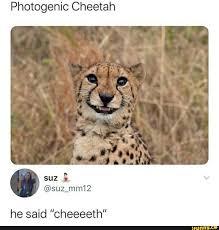 Photogenic Cheetah Ifunny Cute Animals Animal Memes Cute Baby Animals