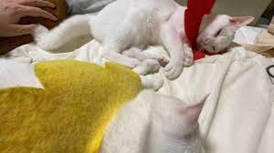 ねこかます - ライブドアブログ