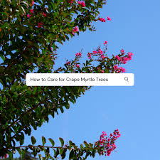 The smallest trees in the city are possumhaw holly, crepe myrtle and dwarf southern magnolia. News Blogs Carolina Tree Crepe Myrtle