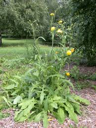 Image result for Sonchus wilmsii