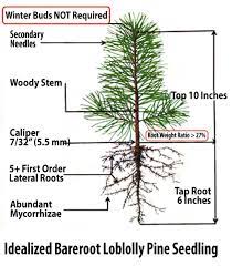 Seedling Quality Treelines July 2021 2nd Edition
