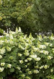 Image result for Hydrangea quercifolia