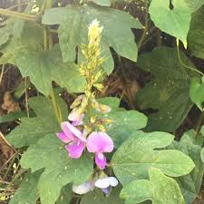 Image result for Pueraria