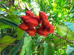 Image result for Bixaceae