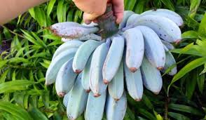 Kini, pokok pisang hiasan semakin mendapat perhatian peminat seni hias laman. Buah Pisang Biru Rasa Seperti Aiskrim Vanilla