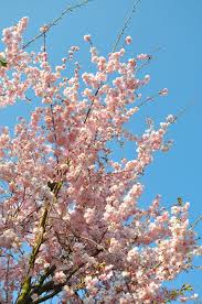 It's the stuff of rave reviews online, but is the pink stuff any good? Hd Wallpaper Almond Blossom Aesthetic Flowers Pink Blue Flowering Plant Wallpaper Flare
