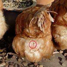 We did not find results for: Hen Examination Guidelines British Hen Welfare Trust