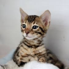 Das bildest du dir nicht ein. Katzenalter