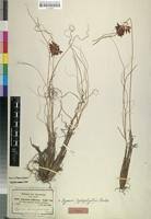 Image result for Cyperus amauropus