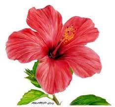 To make your cartoon hibiscus flower, start by sketching a small circle. Drawing Simple Hibiscus Flower Drawing Color
