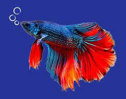 Fish food and tank supplies up to 80% off! Fish Supplies Tanks Filters Plants Pets At Home