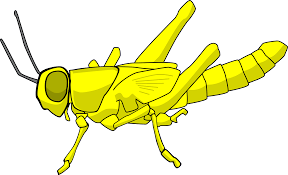 I celiferi (caelifera ander, 1936) sono un sottordine di insetti ortotteri noti con il termine generico di cavallette o locuste. Download Insect Grasshopper Locust Caelifera Cartoon Locust Animated Png Image With No Background Pngkey Com