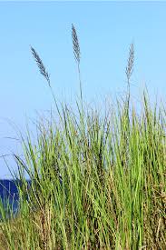 Image result for Saccharum spontaneum