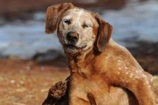 A dog with 1 lung can. Lymphoma In Dogs Best Friends Animal Society