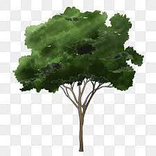 Tree Cartoon Png Tree Clipart Png Tree Elevation Tree Png Transparent Clipart Image And Psd File For Free Download Tree Clipart Cartoons Png Tree Painting