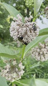 Image result for Asclepias foliosa