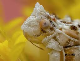 Image result for Macrotyloma ellipticum