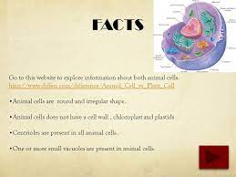 The nucleolus is by far the most easily recognized substructure in the eukaryotic nucleus. Plant Vs Animal Cells James Greene Content Area Science Grade Level 5 Summary The Purpose Of This Powerpoint Is To Provide Students With Facts Ppt Download