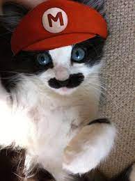 It S A Me Mario Cute Cats Cute Animals Cats And Kittens