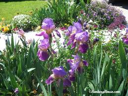 Bernice's legacy reblooming bearded iris. I Have Caught The Iris Virus Hanbury House
