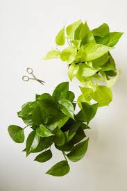 Pin On Indoor Plants