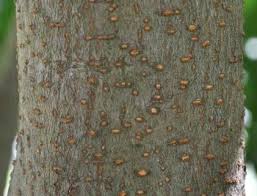 Image result for Warburgia