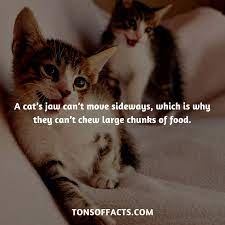 A Cat S Jaw Can T Move Sideways Which Is Why They Can T Chew Large Chunks Of Food Cat Cats Animals Insects Facts Cat Facts Cats Fun Facts About Animals