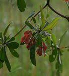 Image result for Terminalia trichopoda