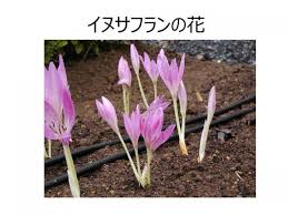 イヌサフランの誤食に注意してください 宮城県公式ウェブサイト