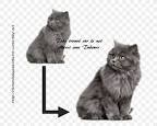 Persian or Farsi Names for Cats - Animal Wised