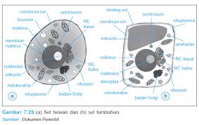 Menurutnya, prinsip universal pembentukan berbagai bagian tubuh semua organisme adalah pembentukan sel. Ofteachers Organisasi Kehidupan Pada Hewan Manusia Dan Tumbuhan