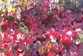 Vitis californica, with common names california wild grape, northern california grape, and pacific grape, is a wild grape species widespread across much of california as well as southwestern oregon. A Blaze Of Glory California S Native Grape The Granada Native Garden Newsletter