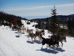 Durant l'hiver québécois nul autre choix que d'opter pour la motoneige et le traineau à chien pour. 6 Endroits Ou Faire Un Tour De Traineau A Chiens Au Quebec