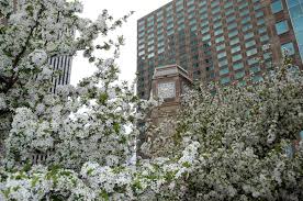 Maybe you would like to learn more about one of these? What S That Smell The Beautiful Tree That S Causing Quite A Stink Npr