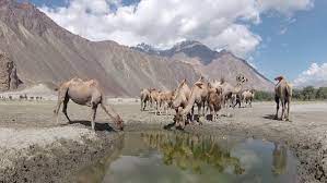 They are formed inside bone marrow and carry oxygen. How Much Water Does A Camel Drink When It Drinks Water Quora