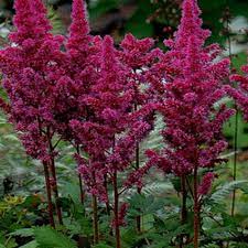 Onlineplantcenter 1 Gal Visions In Red Meadow Sweet Astilbe Plant A168cl The Home Depot Perennial Plants Astilbe Planting Bulbs