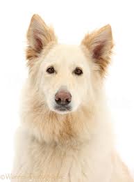 The american alsatian is a large dire wolf looking dog that stands calm and alert. Dog White Alsatian Photo Wp31176