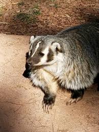 Pin By Rosalind Knight On Aurora Rose Aurora Rose Aurora Animals