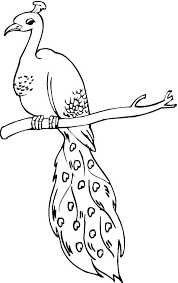 Easy beautiful peacock coloring pages. Free Printable Peacock Coloring Pages For Kids